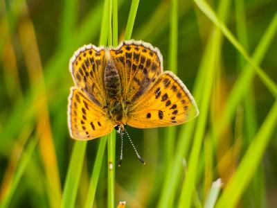 Cuivré de la Verge-d'or (Le), Cuivré satiné (Le),  Lycaena virgaureae (Linnaeus, 1758)