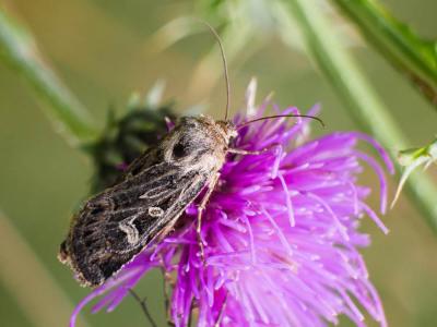 Noctuelles Noctuidae Latreille, 1809