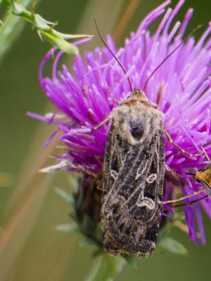Noctuelles Noctuidae Latreille, 1809
