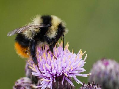  Bombus Latreille, 1802