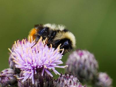  Bombus Latreille, 1802