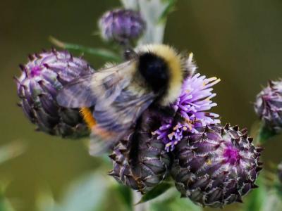  Bombus Latreille, 1802