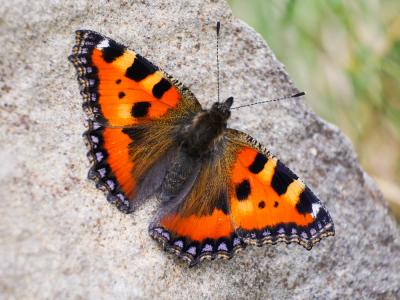 Petite Tortue (La), Vanesse de l'Ortie (La), Petit Aglais urticae (Linnaeus, 1758)