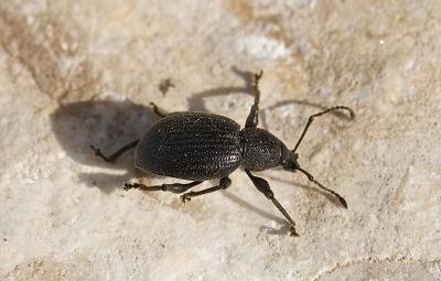 Otiorhynque méridional Otiorhynchus meridionalis Gyllenhal, 1834