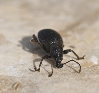 Otiorhynque méridional Otiorhynchus meridionalis Gyllenhal, 1834