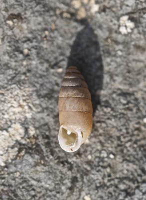 Bulime inverse Jaminia quadridens quadridens (O.F. Müller, 1774)