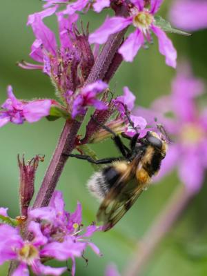  Volucella bombylans (Linnaeus, 1758)