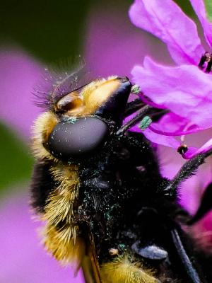  Volucella bombylans (Linnaeus, 1758)