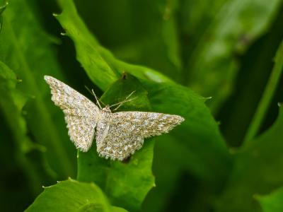 Acidalie hardie (L') Scopula immorata (Linnaeus, 1758)