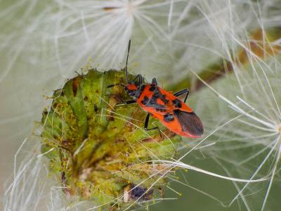 Corise de la jusquiame Corizus hyoscyami (Linnaeus, 1758)