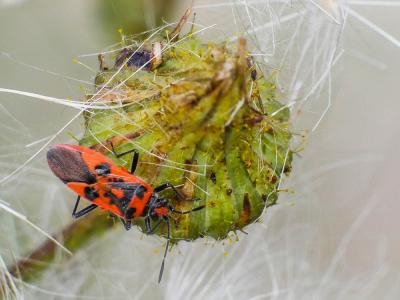 Corise de la jusquiame Corizus hyoscyami (Linnaeus, 1758)