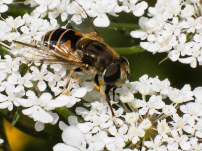  Eristalis arbustorum (Linnaeus, 1758)