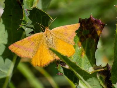 Ensanglantée des Renouées (La) Lythria purpuraria (Linnaeus, 1758)