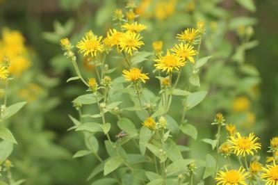 Inule de Vaillant, Inule de Suisse Inula helvetica Weber, 1784