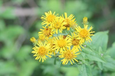 Inule de Vaillant, Inule de Suisse Inula helvetica Weber, 1784
