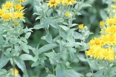 Inule de Vaillant, Inule de Suisse Inula helvetica Weber, 1784