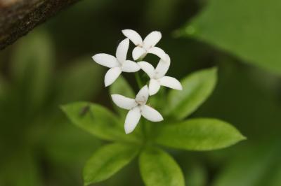 Aspérule odorante, Belle-étoile, Gaillet odorant Galium odoratum (L.) Scop., 1771