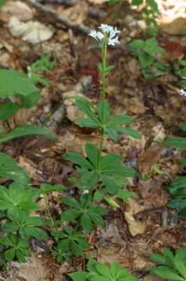 Aspérule odorante, Belle-étoile, Gaillet odorant Galium odoratum (L.) Scop., 1771