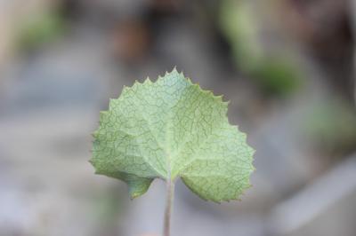 Adénostyle glabre Adenostyles alpina (L.) Bluff & Fingerh., 1825