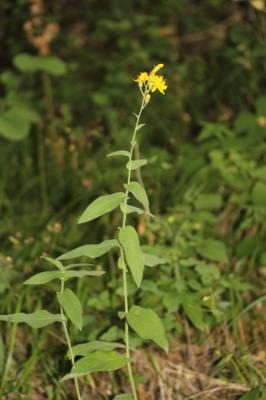 Épervière à feuilles de prénanthes, Épervière faux Hieracium prenanthoides Vill., 1779