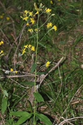 Épervière à feuilles de prénanthes, Épervière faux Hieracium prenanthoides Vill., 1779