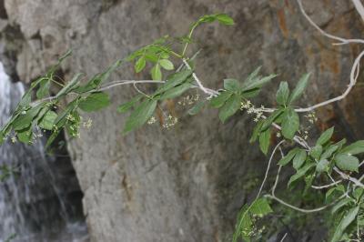 Fusain à feuilles larges Euonymus latifolius (L.) Mill., 1768