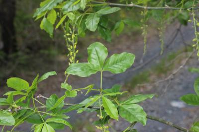 Aubour des Alpes, Cytise des Alpes Laburnum alpinum (Mill.) Bercht. & J.Presl, 1835
