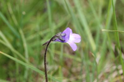 Grassette commune, Grassette vulgaire Pinguicula vulgaris L., 1753