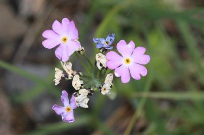 Primevère farineuse Primula farinosa L., 1753