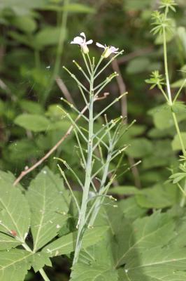 Dentaire pennée Cardamine heptaphylla (Vill.) O.E.Schulz, 1903