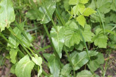 Rumex alpestre Rumex arifolius All., 1773