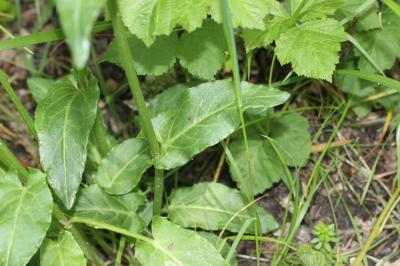 Rumex alpestre Rumex arifolius All., 1773