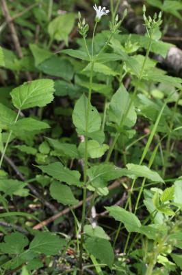 Stellaire à graines barbues Stellaria nemorum subsp. montana (Pierrat) Berher, 1887