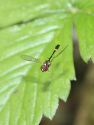  Baccha elongata (Fabricius, 1775)