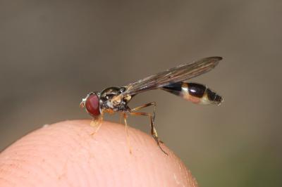  Baccha elongata (Fabricius, 1775)