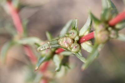 Soude commune Salsola soda L., 1753