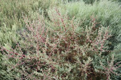 Soude commune Salsola soda L., 1753