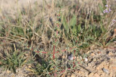 Soude commune Salsola soda L., 1753