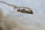  Chimarra marginata (Linnaeus, 1767)