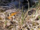 Agreste (L') Hipparchia semele (Linnaeus, 1758)