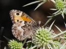 Agreste (L') Hipparchia semele (Linnaeus, 1758)