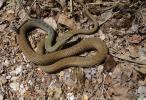 Couleuvre de Montpellier Malpolon monspessulanus (Hermann, 1804)