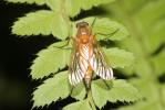  Rhagio tringarius (Linnaeus, 1758)