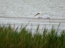 Pélican blanc Pelecanus onocrotalus Linnaeus, 1758