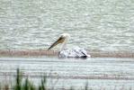 Pélican blanc Pelecanus onocrotalus Linnaeus, 1758