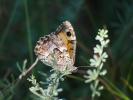 Agreste (L') Hipparchia semele (Linnaeus, 1758)