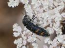  Acmaeoderella flavofasciata (Piller & Mitterpacher, 1783)
