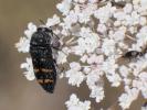  Acmaeoderella flavofasciata (Piller & Mitterpacher, 1783)