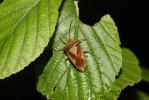 Punaise de l'aubépine, Punaise ensanglantée Acanthosoma haemorrhoidale (Linnaeus, 1758)