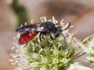  Sphecodes Latreille, 1804
